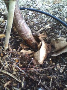 Buried root crown